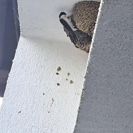 Sunny Mountain View アパート